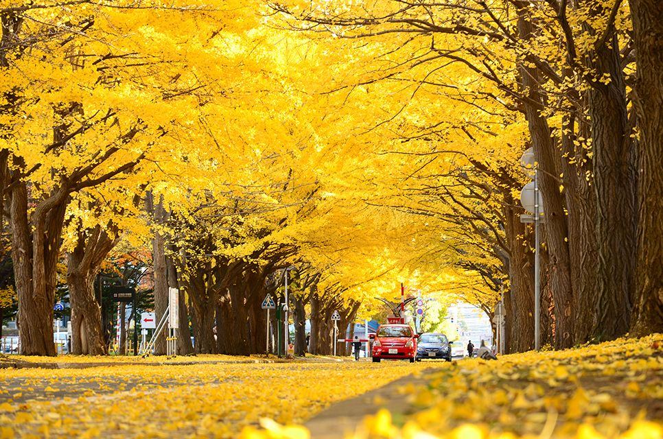 Meiji-jingu-Gaien-park-ginkgo-trees-leaves-autumn-tokyo-23